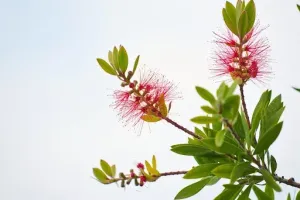 Kuflik cytrynowy - egzotyczny akcent na balkonie