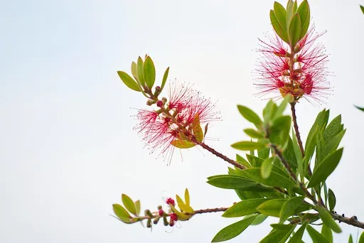 Kuflik cytrynowy - egzotyczny akcent na balkonie