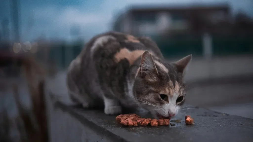 Karma mokra dla kota: czym się kierować w wyborze?